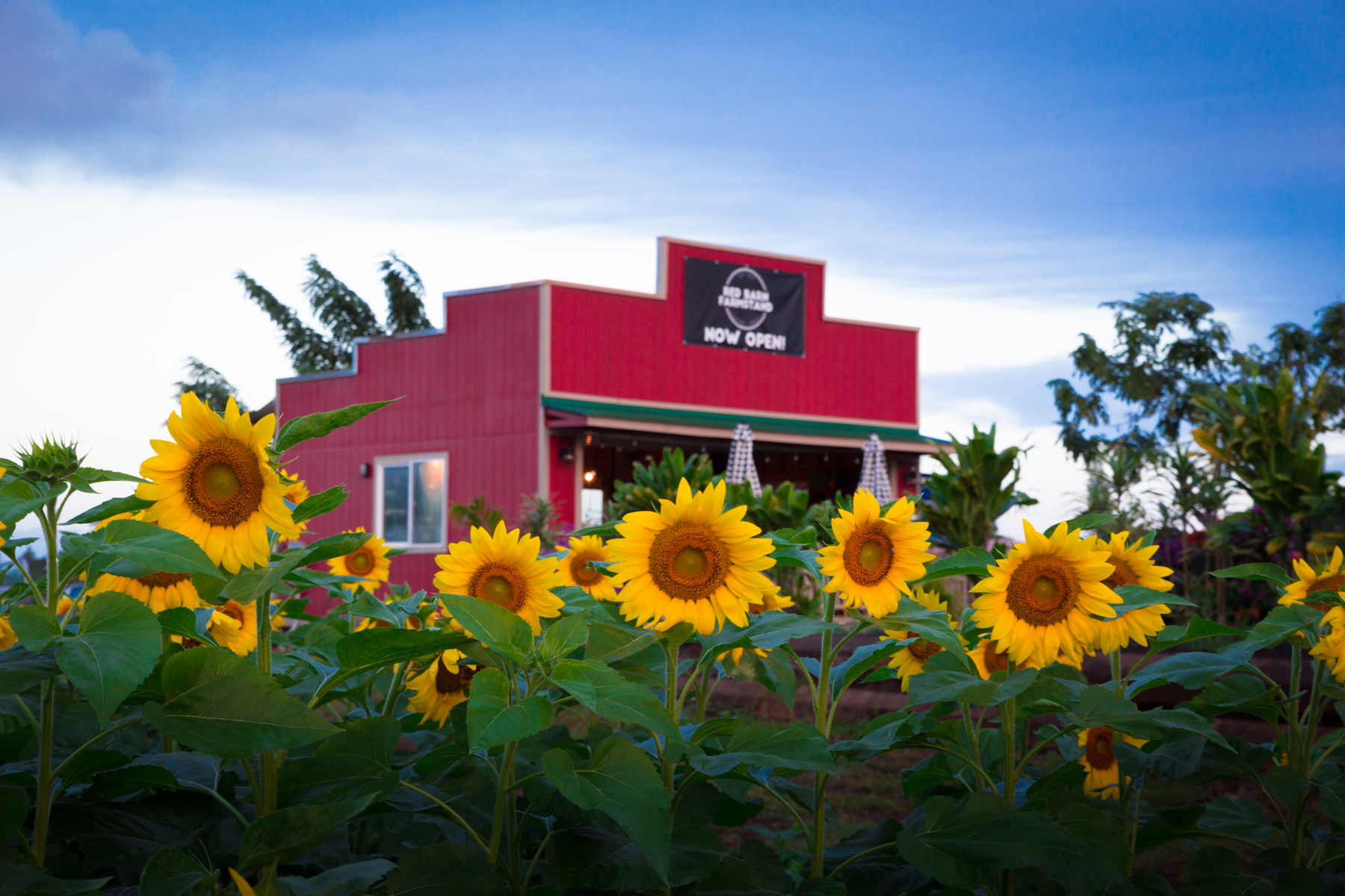 Red Barn Farmstand against a blue sky with a field of sunflowers in the foreground